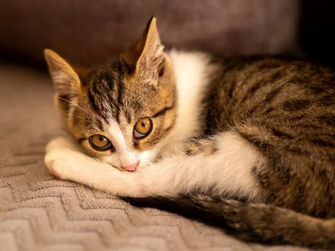 Tiger cat