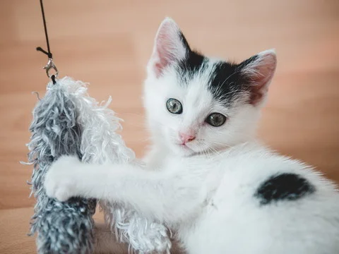 Cute black and white kitten