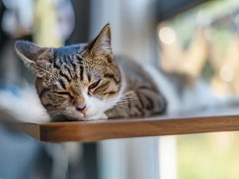 Cat napping in the afternoon
