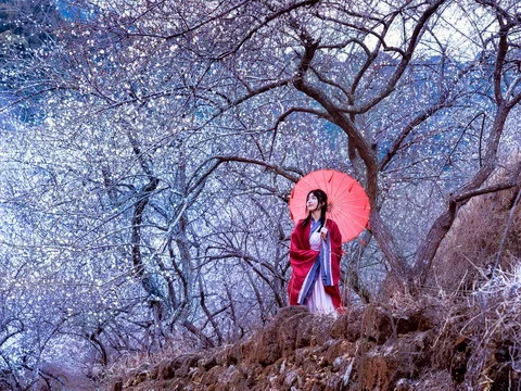Red Parasol Lady Under the Blossom Tree