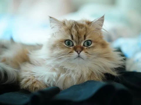 Long-haired cat with green eyes